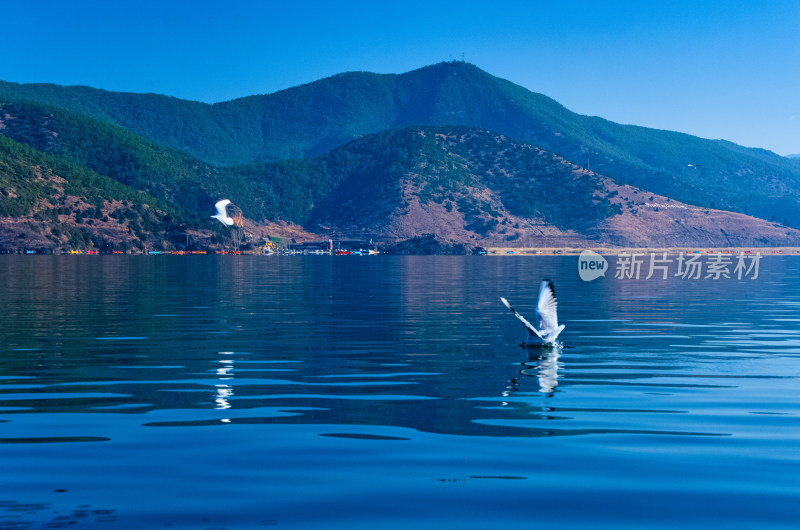 云南丽江泸沽湖海鸥飞鸟野生动物