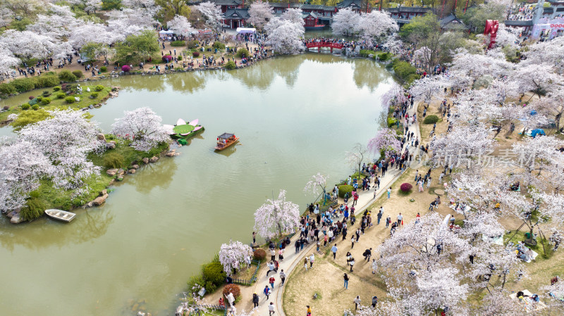 湖北武汉东湖樱花园里的游客