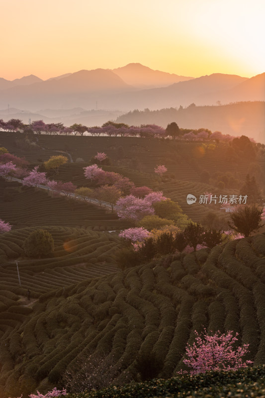 龙岩永福台品樱花茶园