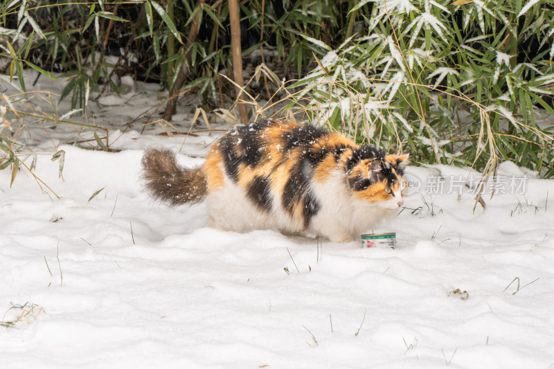 流浪猫雪天三花猫在雪地觅食冬季