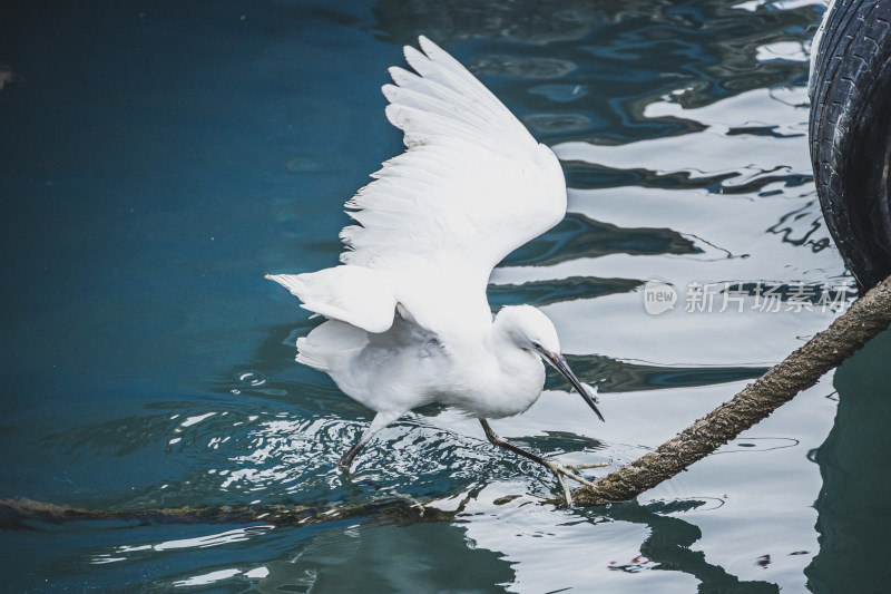 渔港码头的白鹭海鸟在觅食