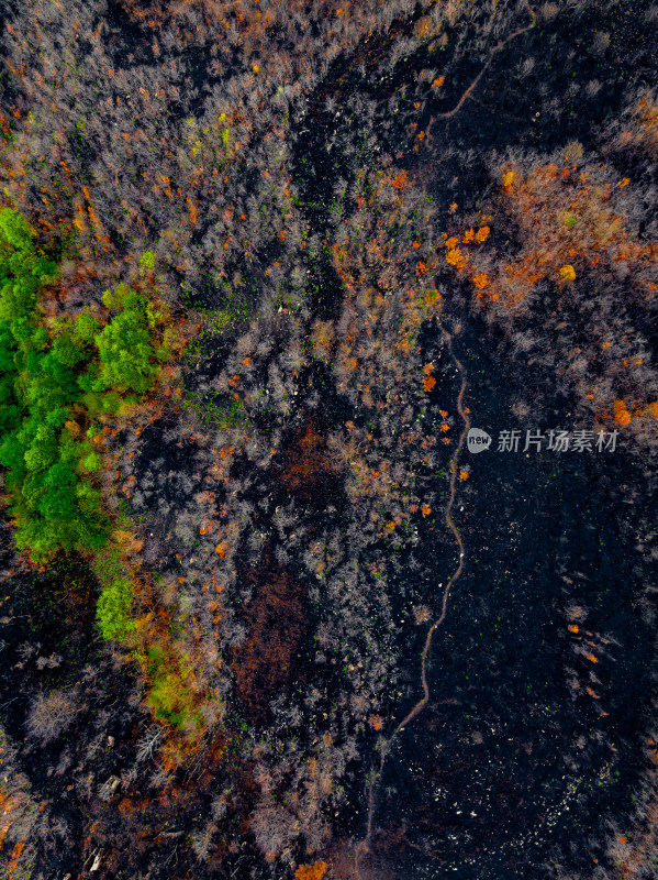 贵州毕节山火区域春天万物复苏