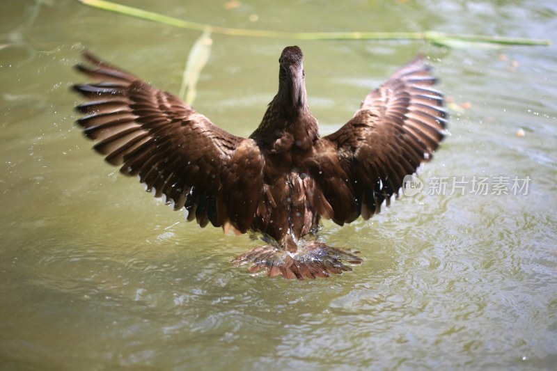 水中鸟展翅拍打水面瞬间