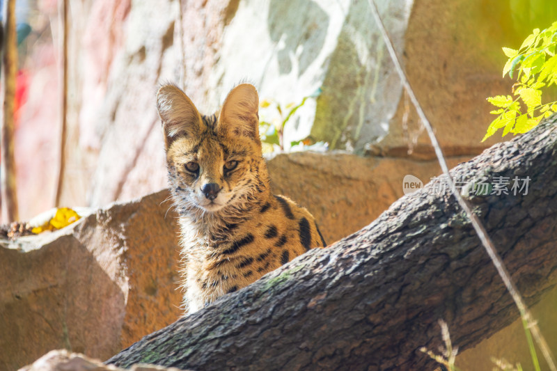 薮猫于岩石树枝旁的身影
