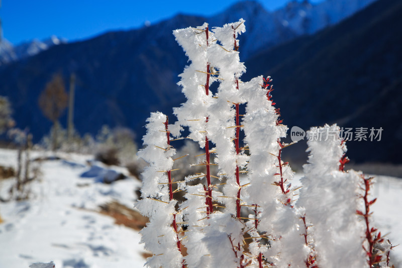 中国西藏地区冬季雾凇及雪绒花