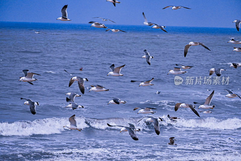 海面上飞翔的海鸥群