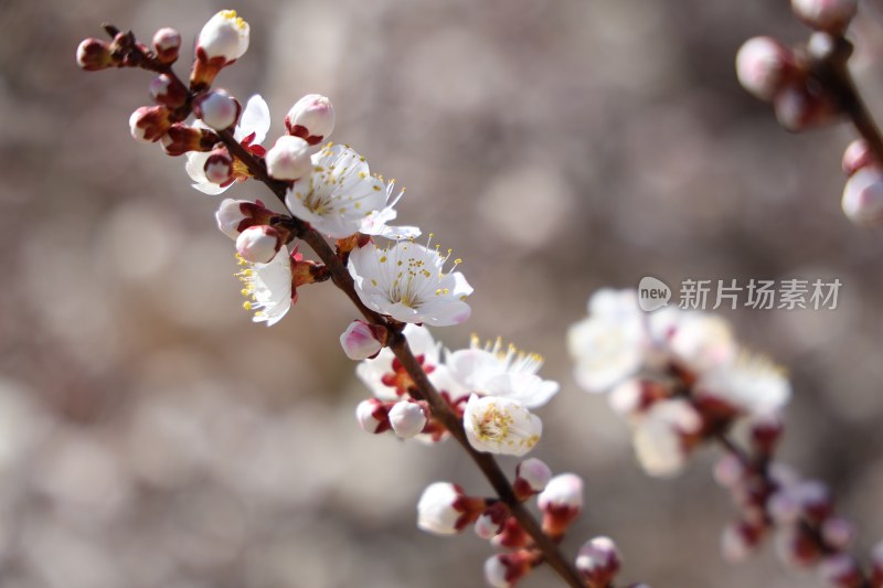 粉色花苞和花朵