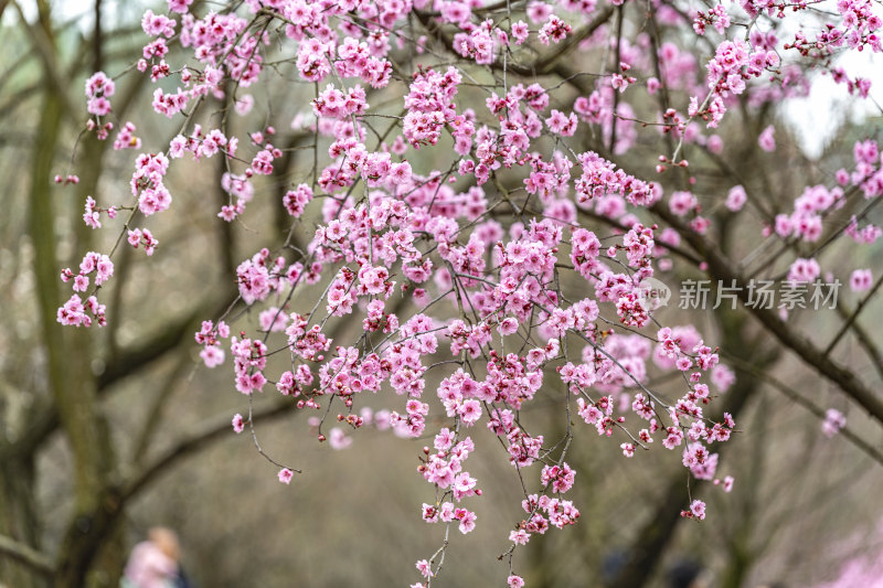 春天盛开的花朵