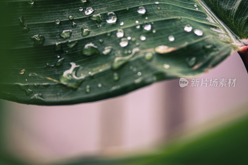 雨后绿叶上的水珠