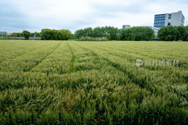 阳光下的绿色良种小麦