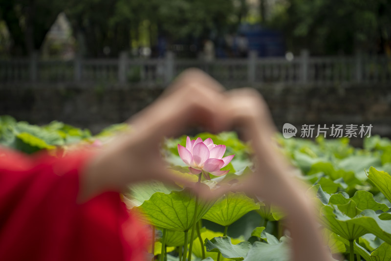 毕业季荷塘爱心与荷花手势