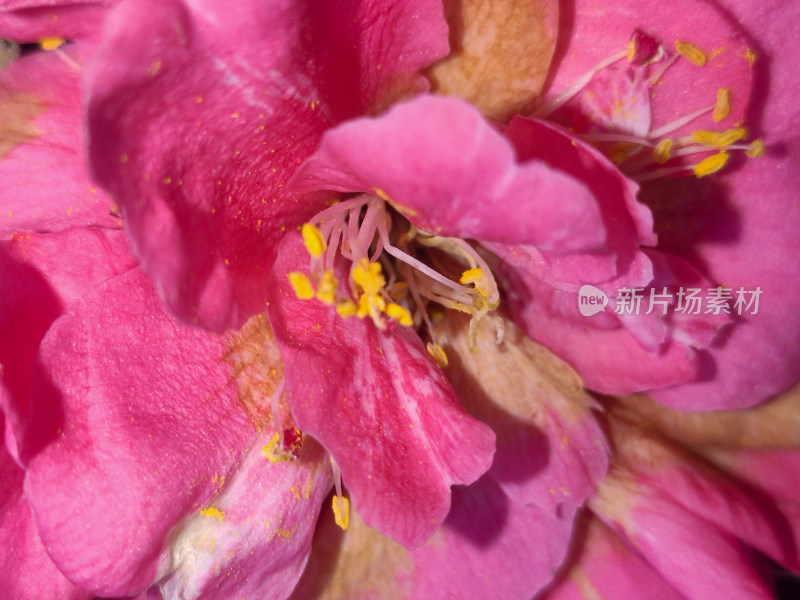 粉色花朵特写展示花蕊与花瓣细节