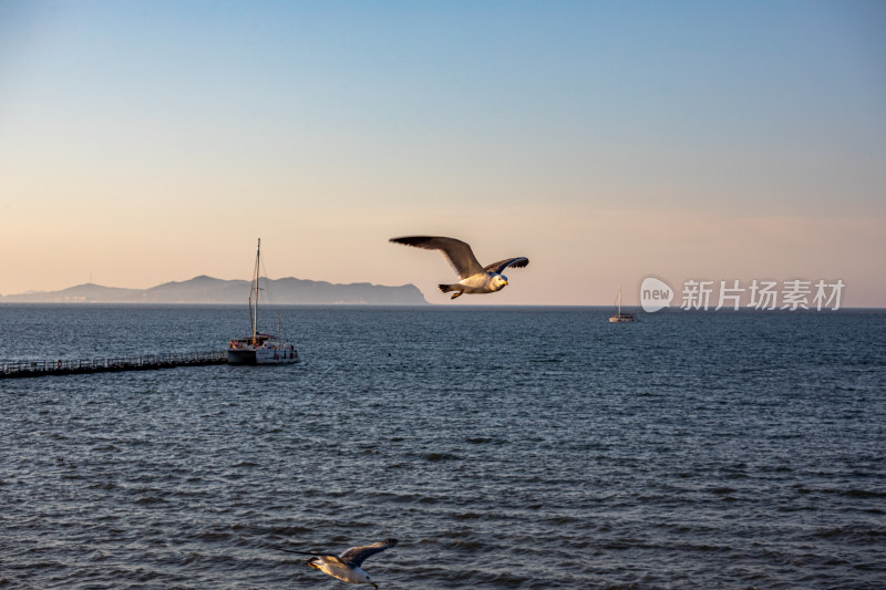 山东烟台蓬莱阁八仙过海景区海天之间海鸥