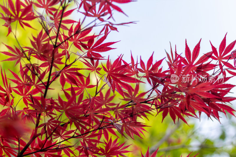 特写红枫叶自然景观