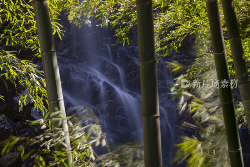 森林阳光竹林竹子瀑布