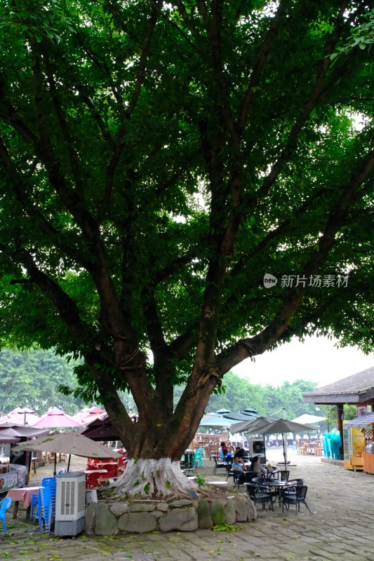 大树下的户外休闲场所