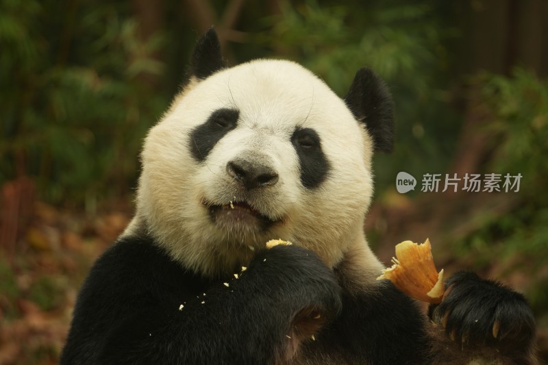 熊猫萌萌啃食竹叶的可爱模样