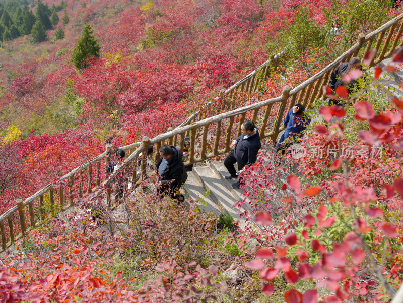 长江三峡巫峡红叶