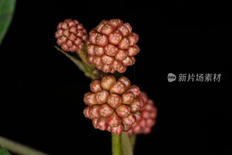 朱缨花红色花球特写展示