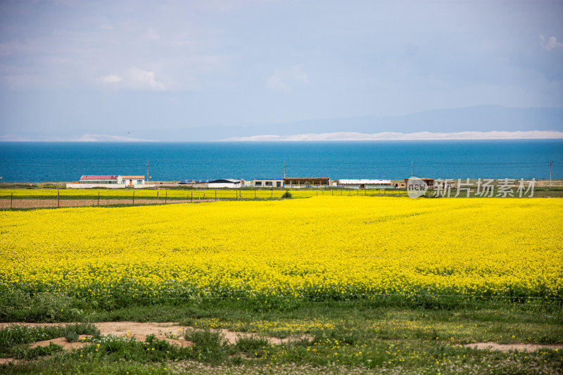 青海省青海湖油菜花开风景