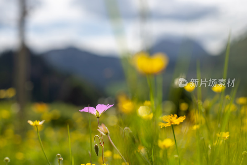 草原野花