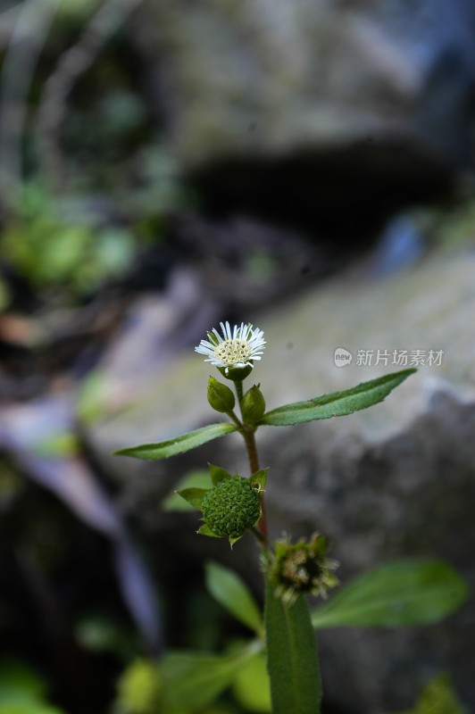 阳光下的花卉特写