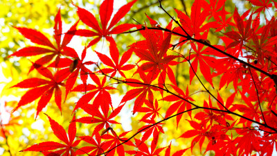 秋天美丽漂亮的红色槭树树叶