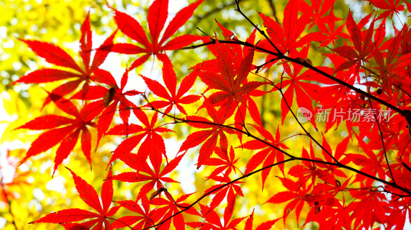 秋天美丽漂亮的红色槭树树叶