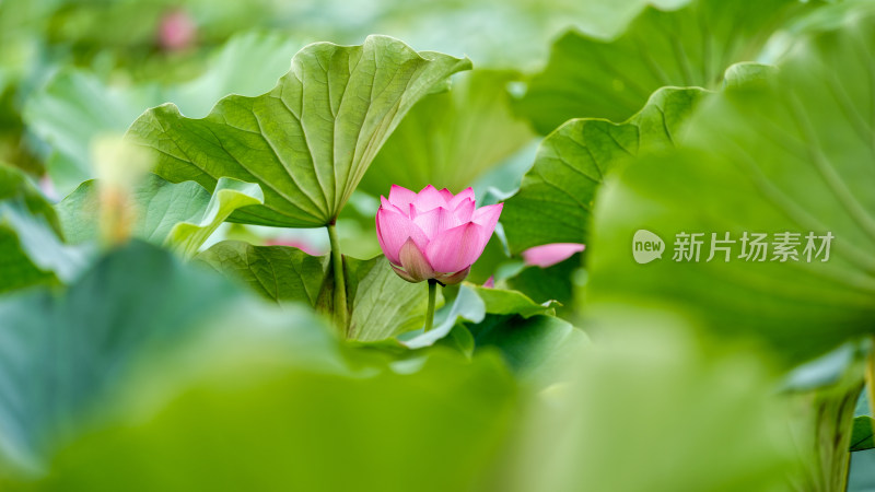 夏日的荷花特写