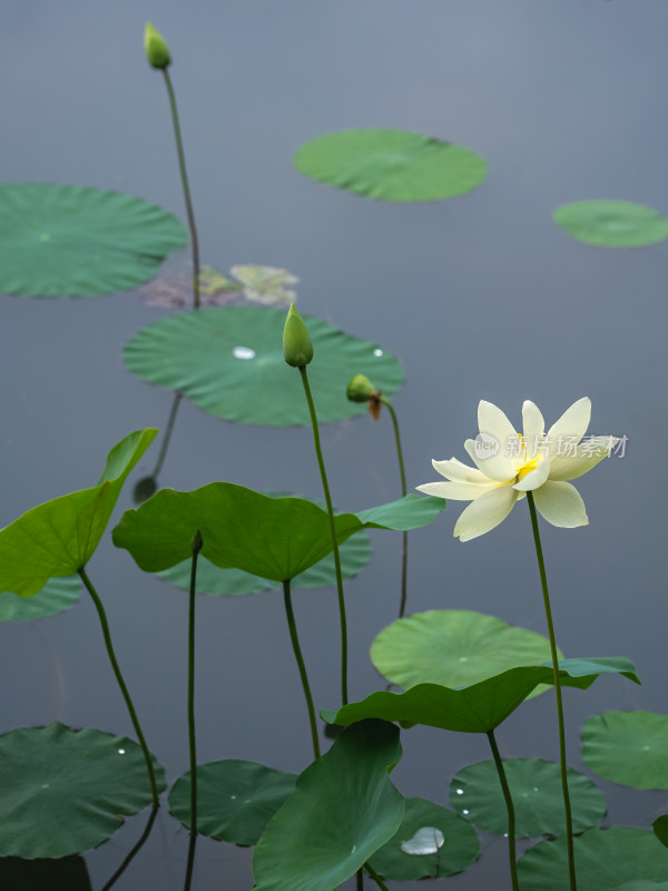 夏季荷塘白色莲花盛开