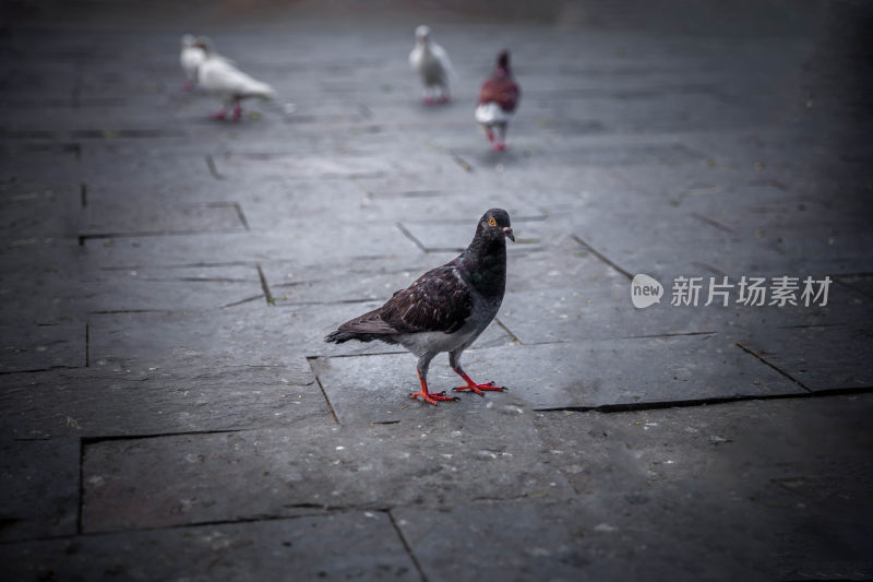 户外吃食的白色鸽子