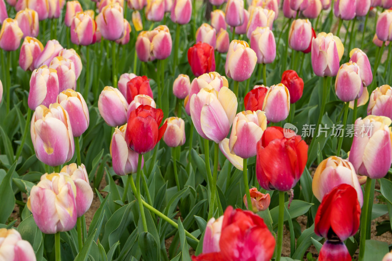 春天含苞待放的粉红色郁金香花海