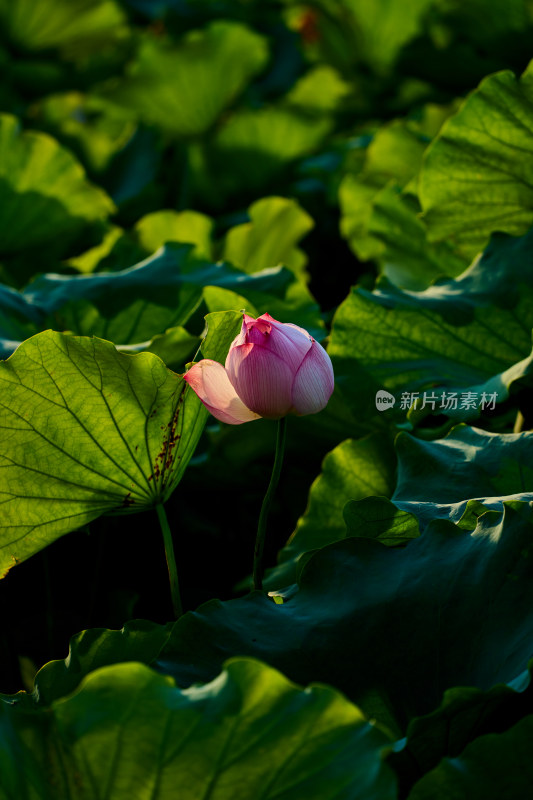 夕阳下的莲花