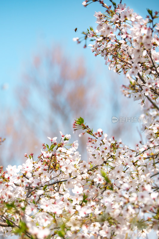 春日樱花