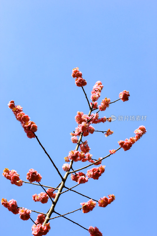 春天盛开的梅花