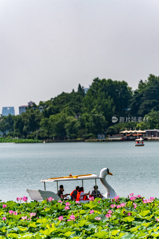 夏天的南京玄武湖自然景观与荷花