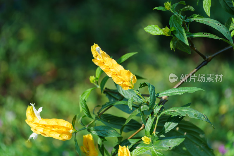 黄花植物金苞花