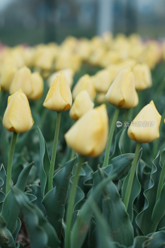 郁金香花海