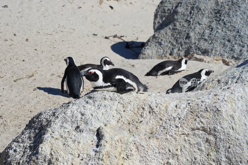 南非博尔德斯海滩Boulders Beach，非洲企鹅