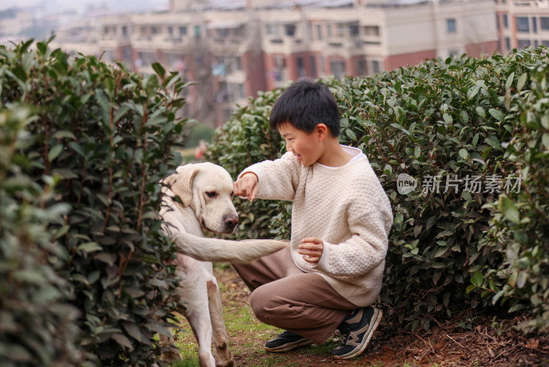 一个中国小男孩和他的宠物拉布拉多犬