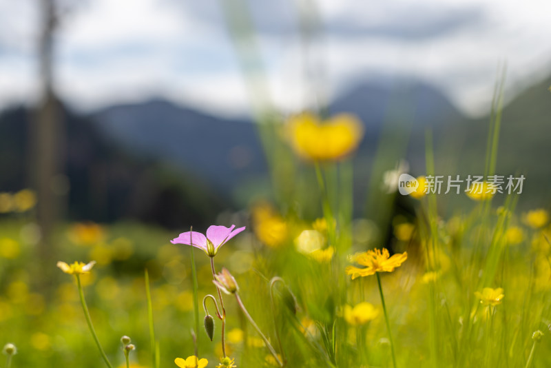 草原野花