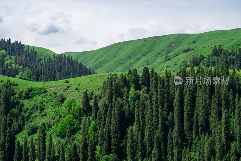 新疆伊犁恰西草原森林绝美风光