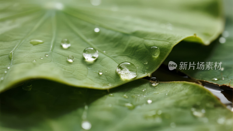 夏季荷叶露珠禅意治愈唯美特写图