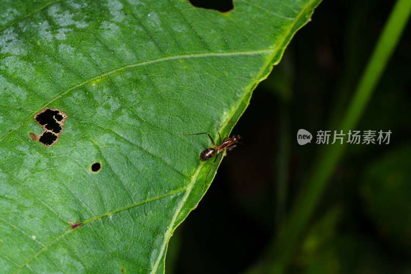 绿叶上的蚂蚁特写