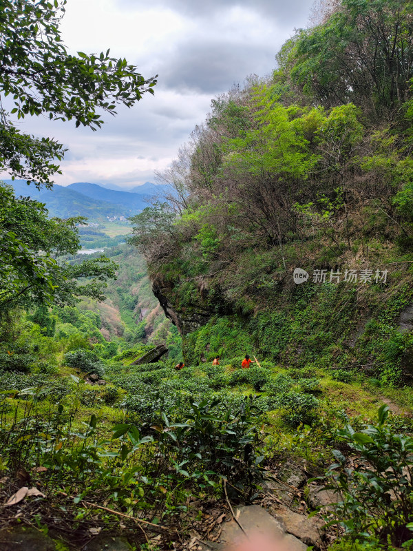 山林中采摘茶叶的人