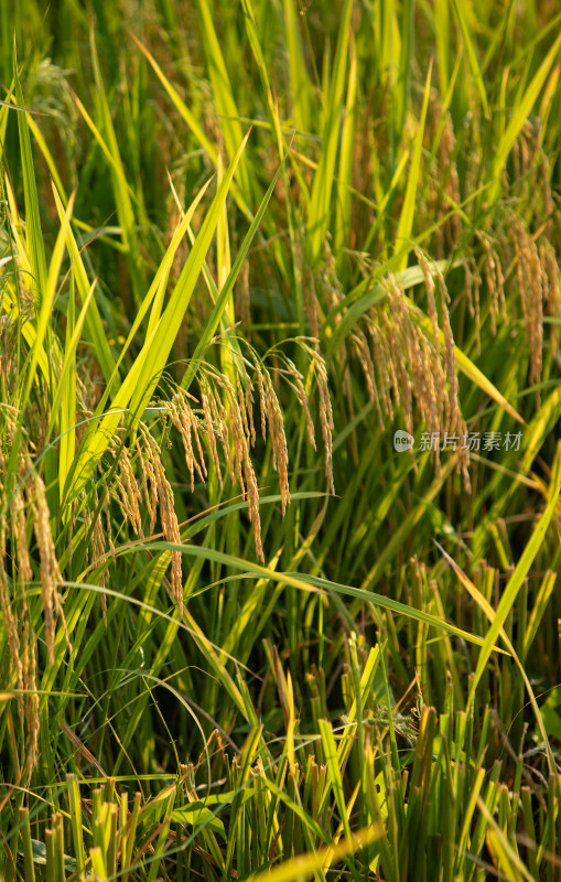 秋季阳光下的水稻收割