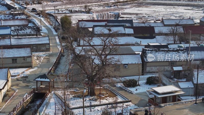 航拍威海市文登区瓦屋庄村百年银杏冬季雪景