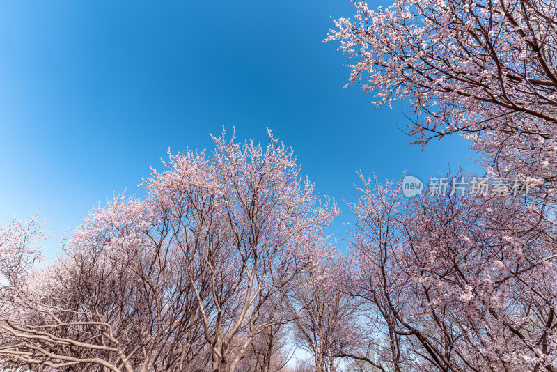 北京奥森公园桃花