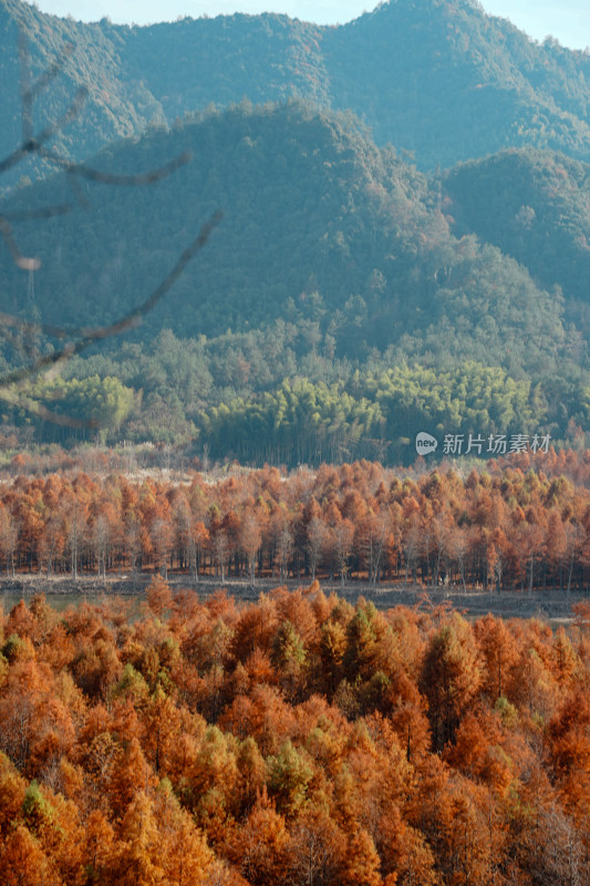 山林间色彩斑斓的红杉林秋景