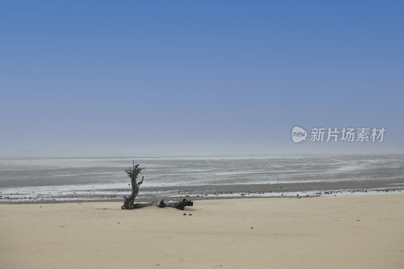 海边沙滩上孤独枯树枝